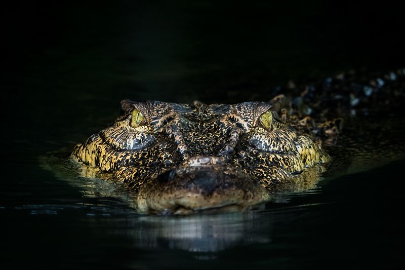 crocodile Killer on the losephoto preview