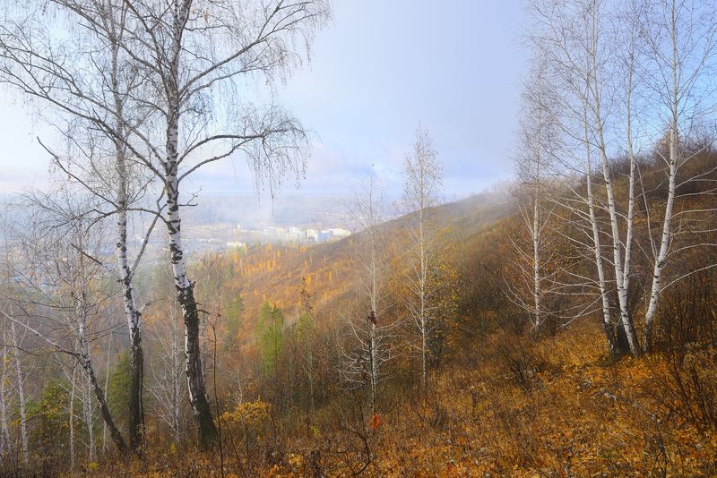 Опали листья.photo preview