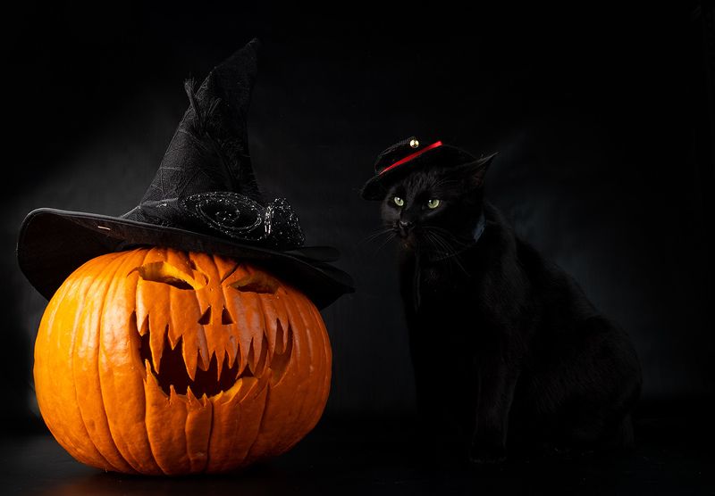 хэллоуин, кот, чёрный кот, black cat, cat, животные, кузя, нalloween Хэллоуин с чёрным котом - Happy Нalloweenphoto preview