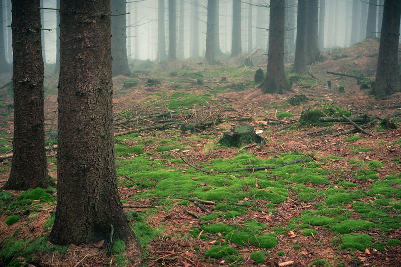 majestic, forest, autumn, fog, trees, rain, nikon, mountains Autumn, forest and fog - magicphoto preview
