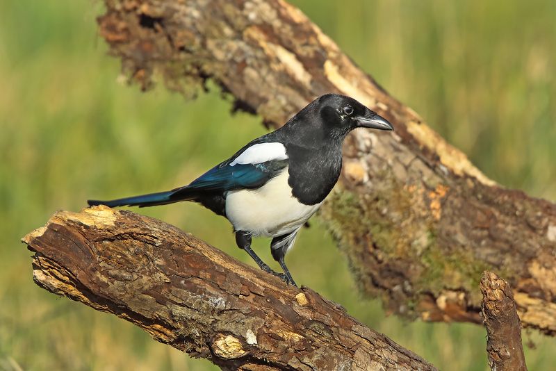 Просто, Сорока.photo preview