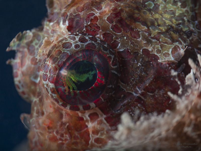 подводное фото подводный мир хургада египет жогло zhoglo красное море Галактика в глазуphoto preview