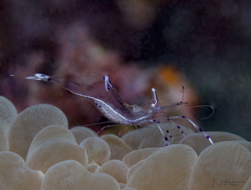 подводное фото подводный мир хургада египет жогло zhoglo красное море маленькая креветкаphoto preview