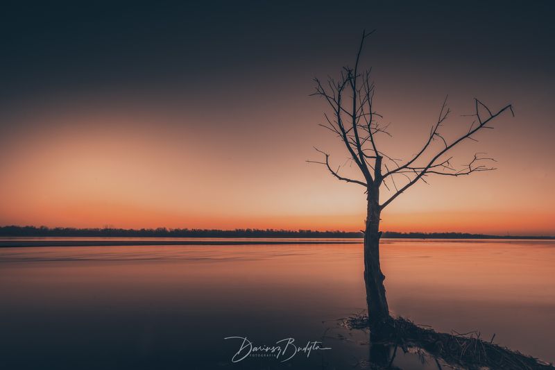 Samotne drzewophoto preview