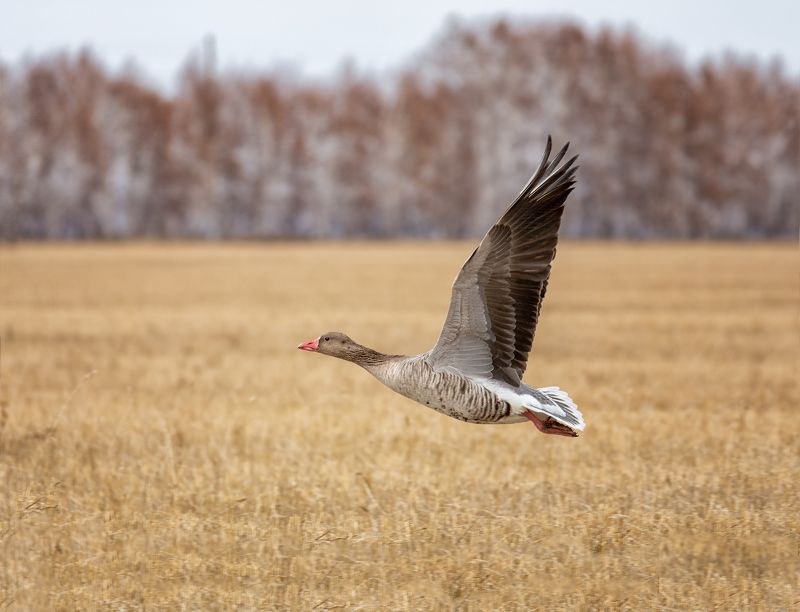 птица, серый гусь, фотоохота, заповедник, осень, конец октября, Серый гусьphoto preview
