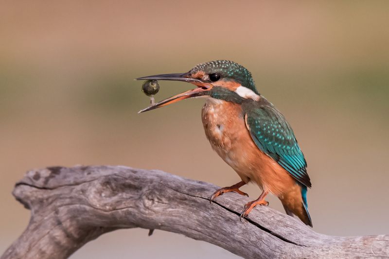 Kingfisherphoto preview