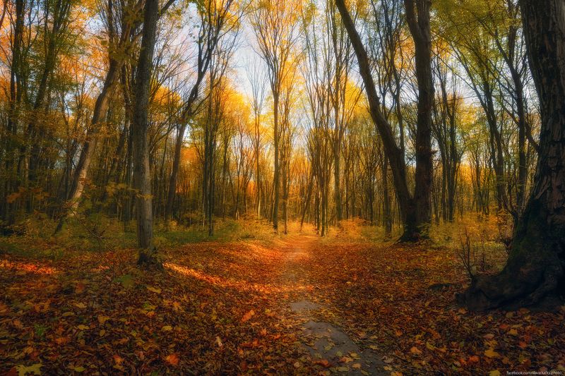 Лесными тропамиphoto preview