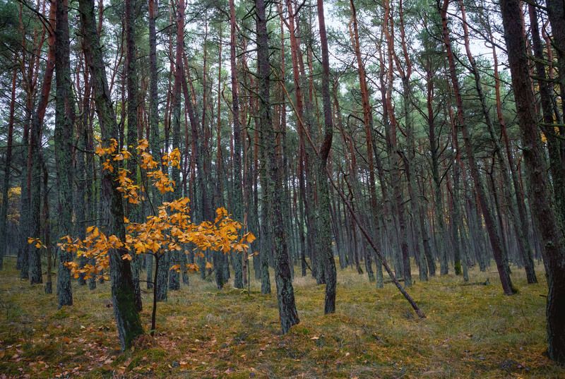 Лес Кушской косыphoto preview