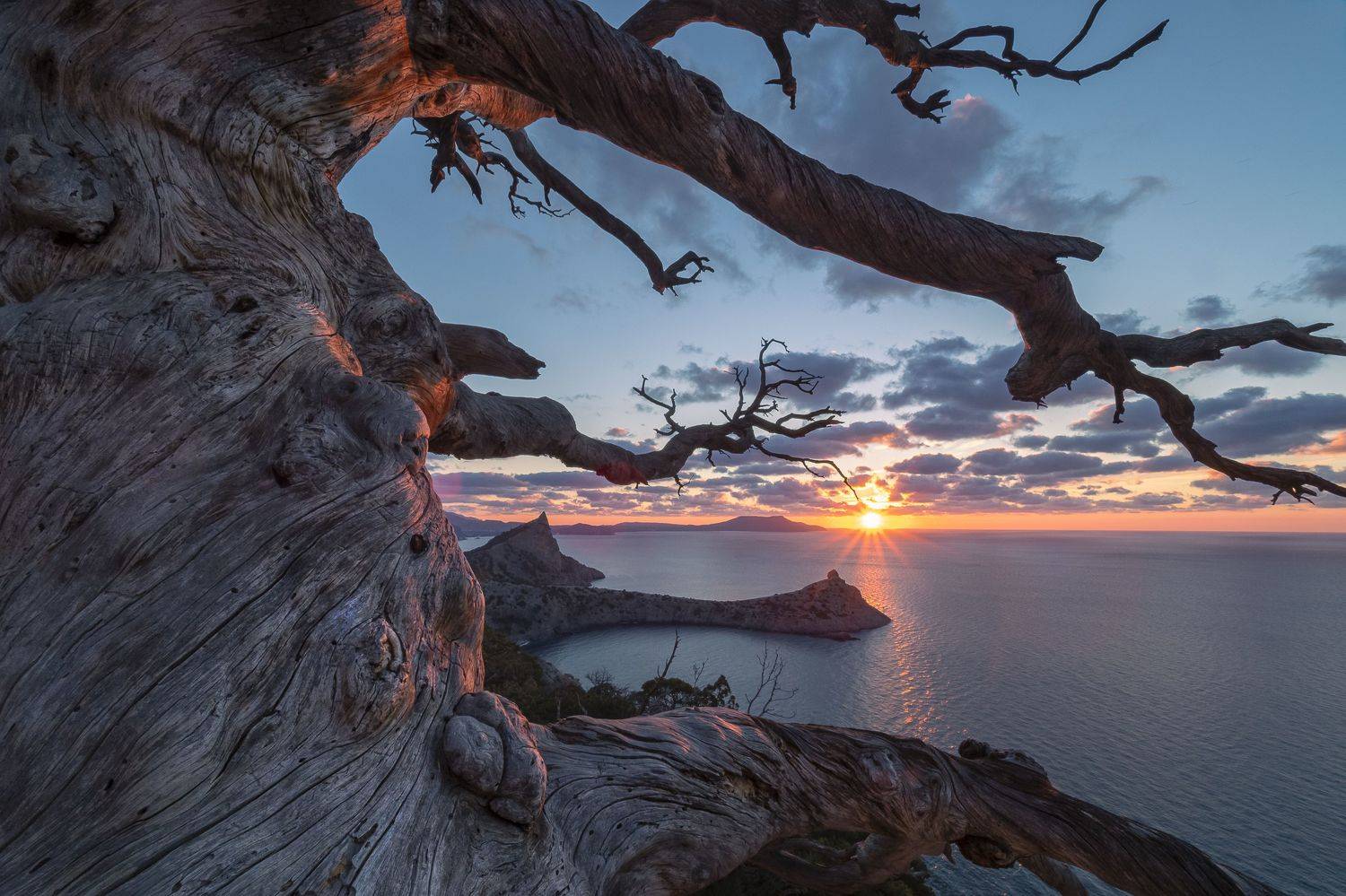 крым, новый свет, crimea, рассвет, облака, дерево, Владимир Карпухин