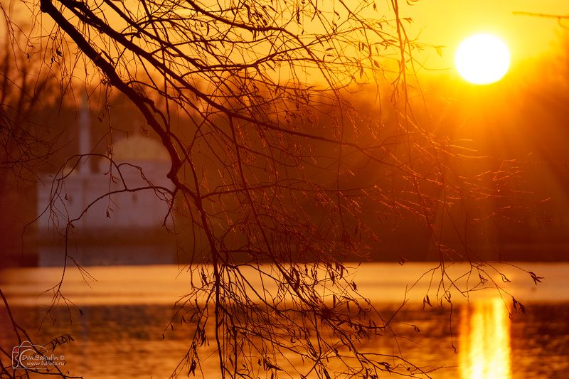Веточки на закате в Царском Селеphoto preview