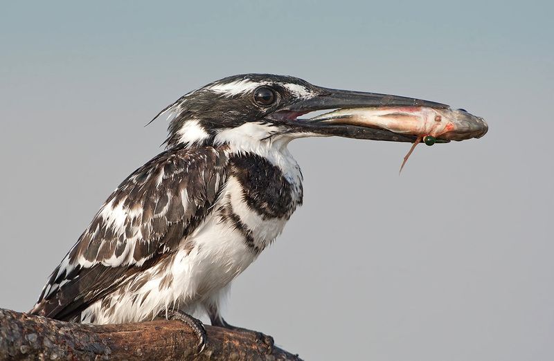 малый пегий зимородок, pied kingfisher, kingfisher, зимородок, израиль Hunter.  Pied Kingfisher - Малый пегий зимородокphoto preview