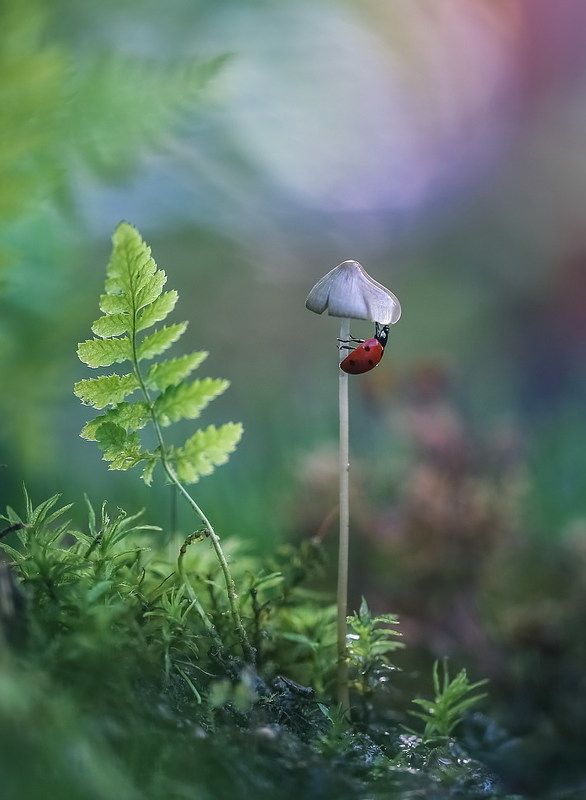 Про капельку...photo preview