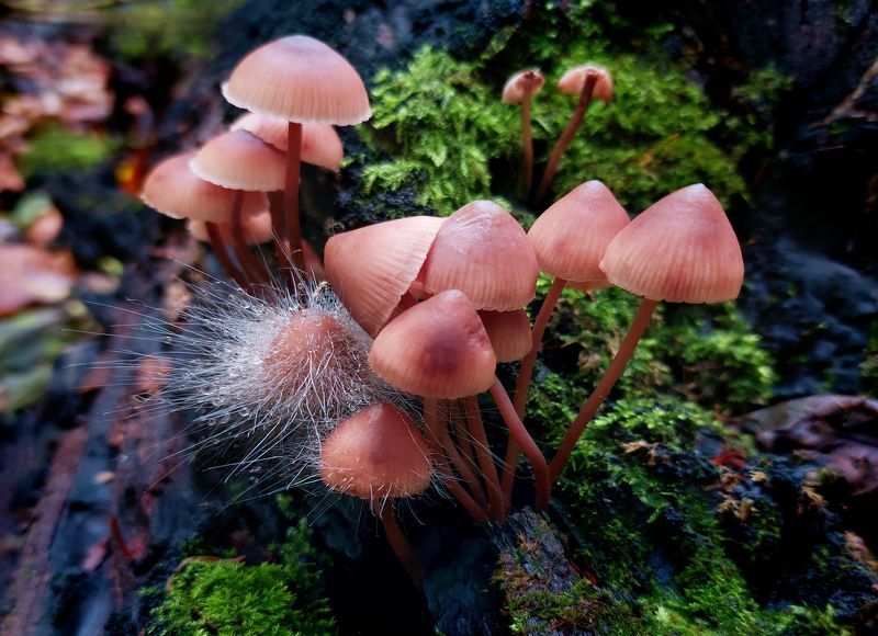 Скромное обаяние поганокphoto preview