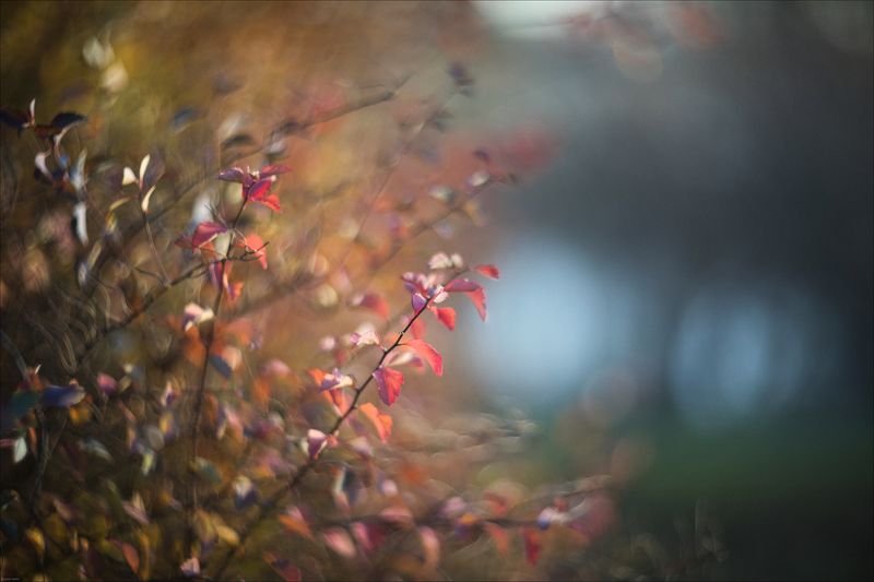 краски осени фото превью