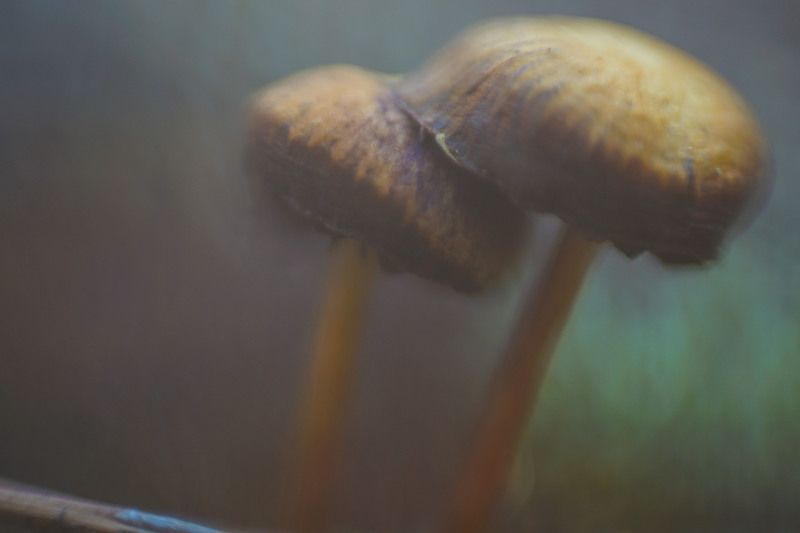 гриб макро поганка лес  Живописные поганкиphoto preview