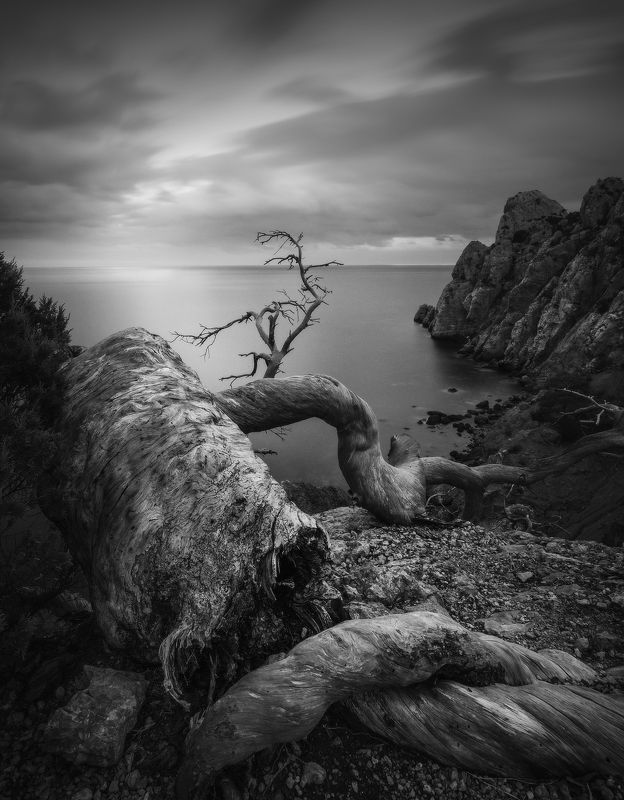 Вечерние монстры Нового Света.photo preview