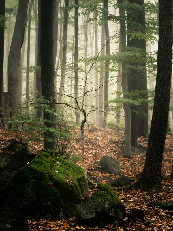 majestic, forest, autumn, fog, trees, rain, nikon, mountains Forest portraitphoto preview