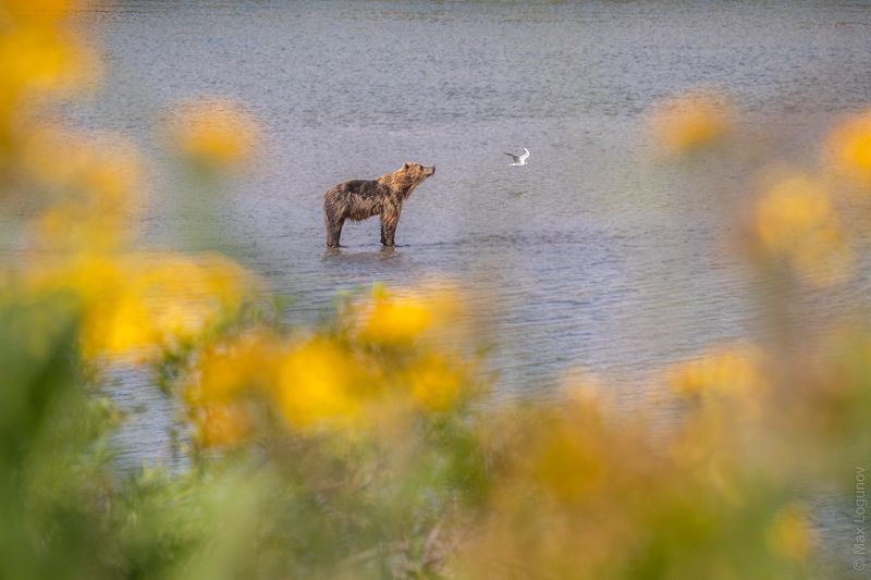 Мишка в цветахphoto preview