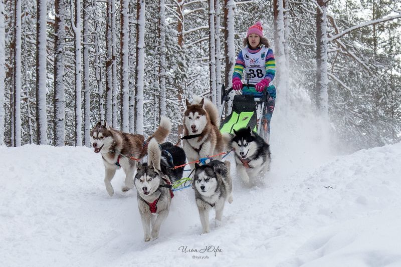 упряжка, собаки, спорт, ездовойспорт, гонкинасобачьихупряжках, гонки, собаки, animal, animals, dogs, хаски, сибирский хаски, лес, зима, снег Гонки на собачьих упряжкахphoto preview