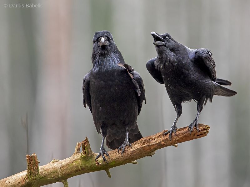 Воронphoto preview