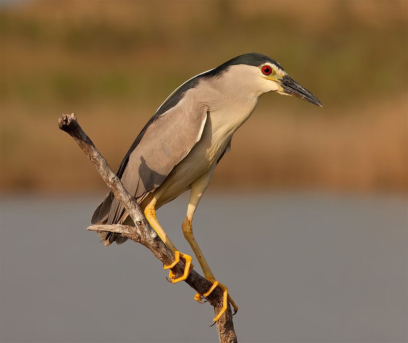 кваква, black-crowned night heron, heron, цапля, израиль,  птицы израиля Кваква- Black-crowned Night Heronphoto preview