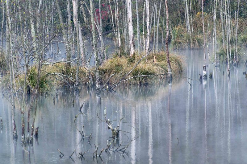 Autumn in the swampsphoto preview