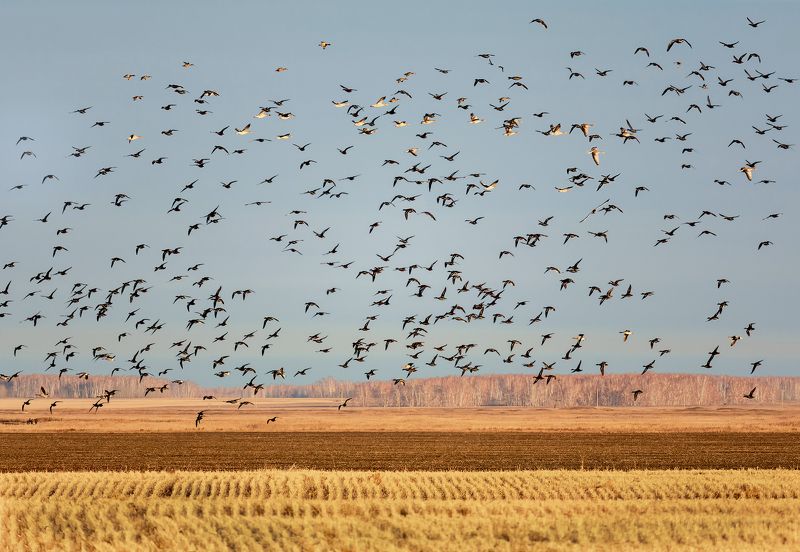 птицы, серые гуси, стая, стая в воздухе.. (серый гусь)photo preview