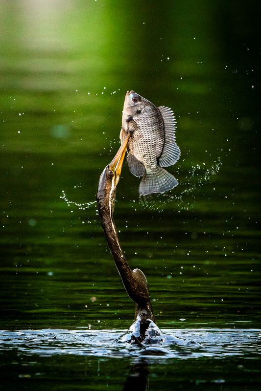 birds Winnerphoto preview