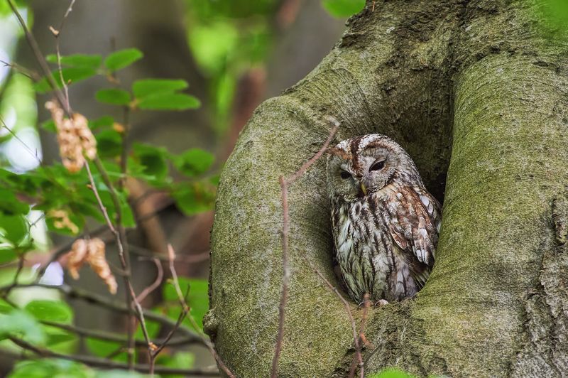 nature, wildlife, birds, owls ***photo preview