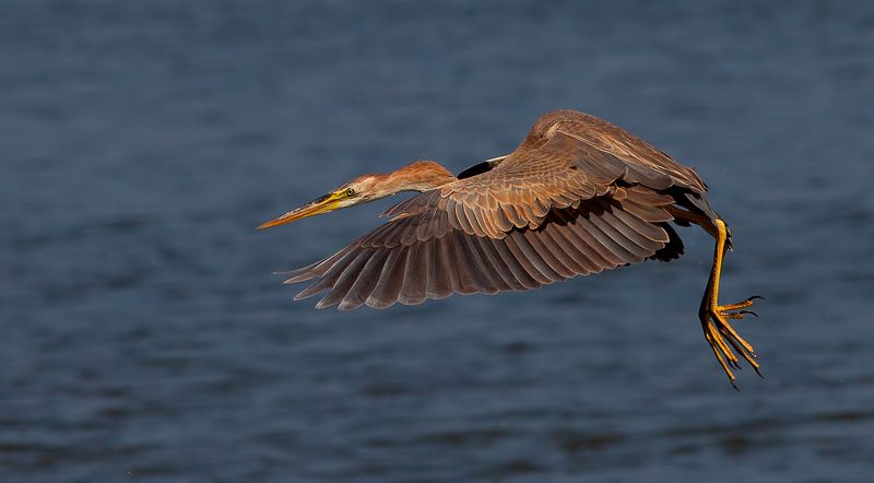 рыжая цапля, purple heron,  цапля, heron,  птицы израиля Рыжая цапля - Purple Heronphoto preview