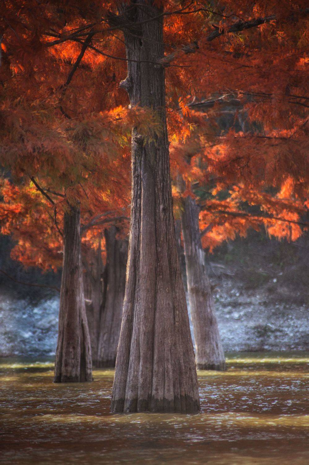 Кипаис. Автор: Павел Сагайдак , Павел Сагайдак