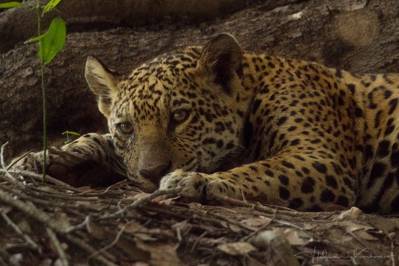 ИСТОРИЯ ОДНОЙ ОХОТЫ. Часть Iphoto preview