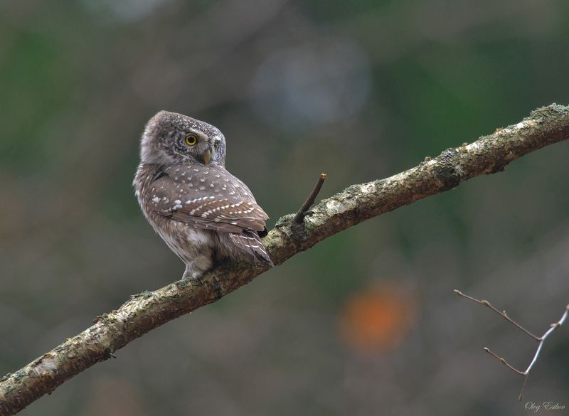 птицы сова сычик Воробьиный сычик. Осенние встречиphoto preview