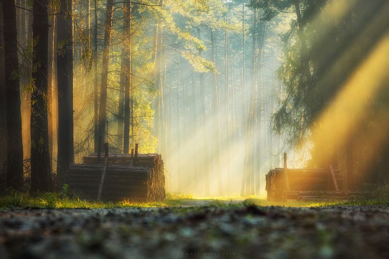 landscape, poland, light, autumn, awesome, amazing, sunrise, sunset, lovely, nature, travel, forest, trees, orange, glow, dew Into the wildphoto preview