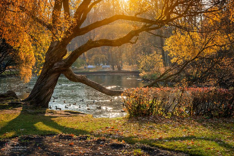 Осень в парке Екатерингофphoto preview