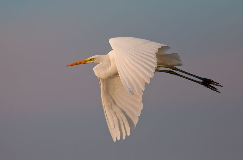 большая белая цапля, цапля, heron, florida, great egret, птицы израиля Большая белая цапля -Great Egretphoto preview