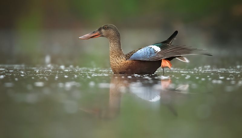 Anas clypeataphoto preview