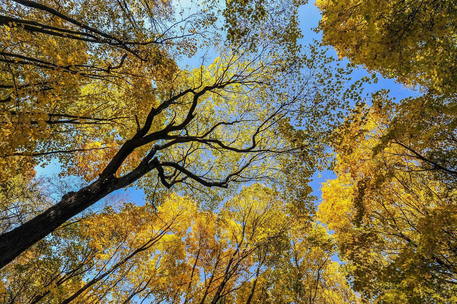 Осеннее.. Автор: Михаил Пшеннов Пейзаж, Михаил Пшеннов