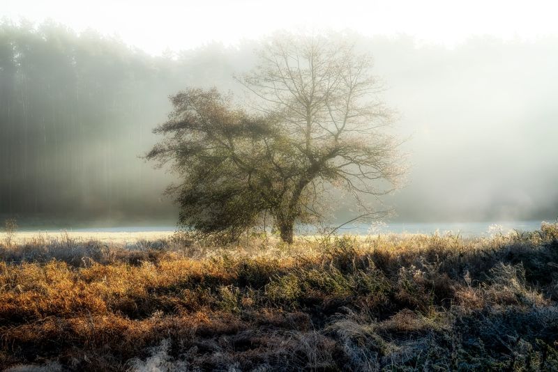 tree  autumn  fog  lonely  landscape  atmosphere  light  nature  dawn  Landscape - Scenery  Scenics - Nature  Sky  Photography  No People  Lonely tree in the fogphoto preview