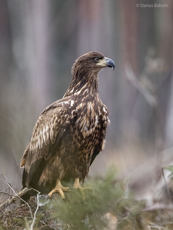 Орлан-белохвостphoto preview