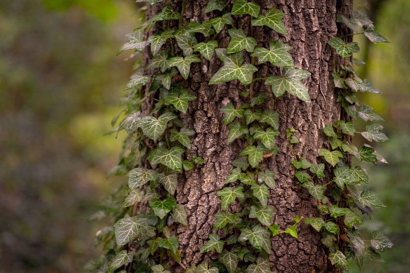 Деревоphoto preview