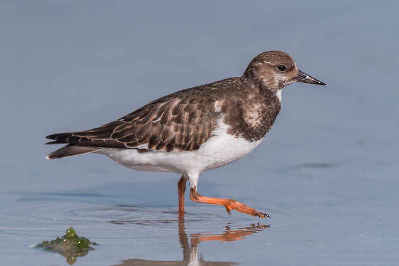 Turnstonesphoto preview