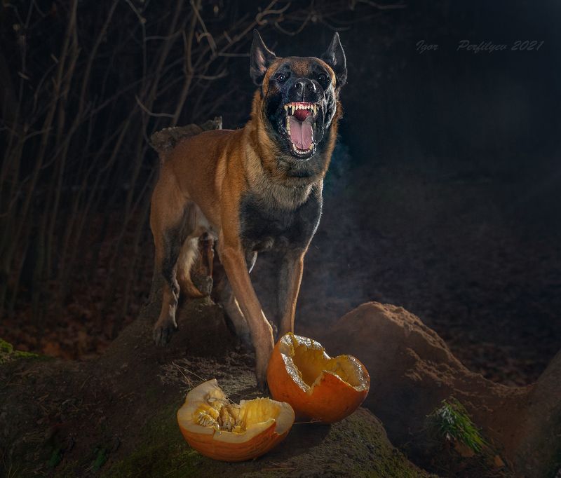 Кум Тыкваphoto preview