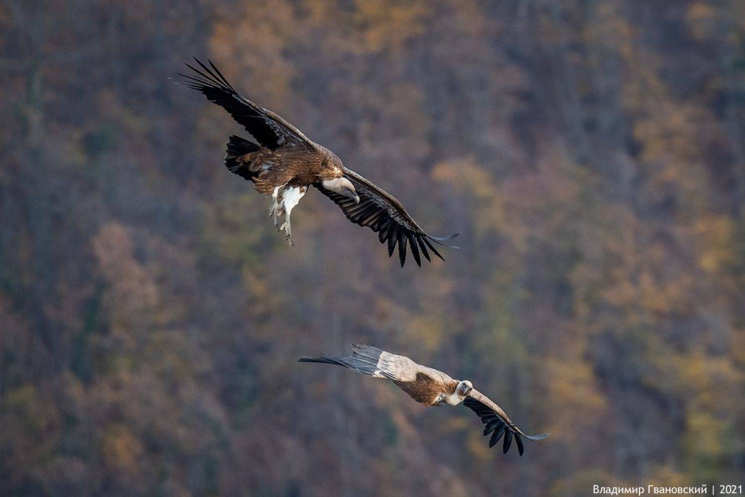Игра белоголовых сипов. Автор: Гвановский Владимир , Гвановский Владимир