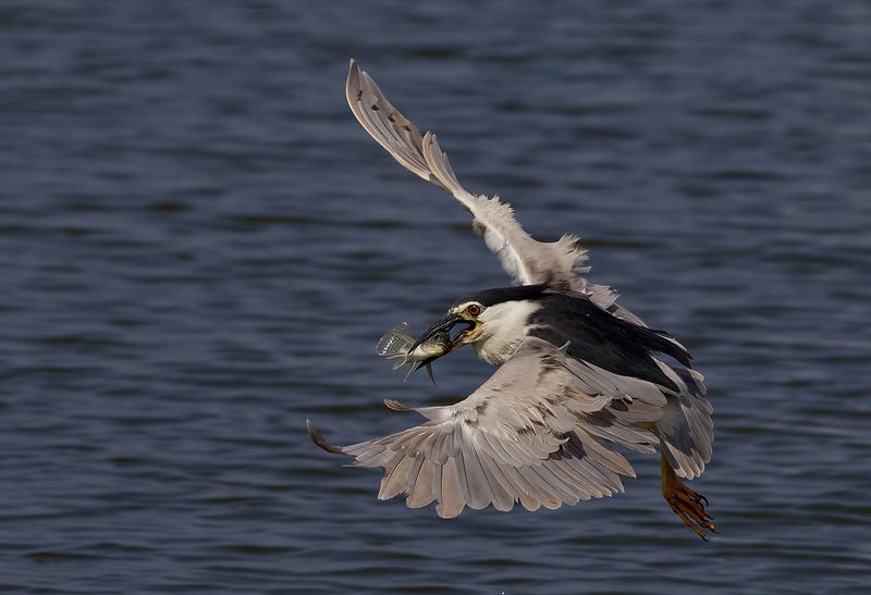 кваква, black-crowned night heron, heron, цапля, израиль,  птицы израиля Кваква c  добычей - Black-crowned Night Heronphoto preview