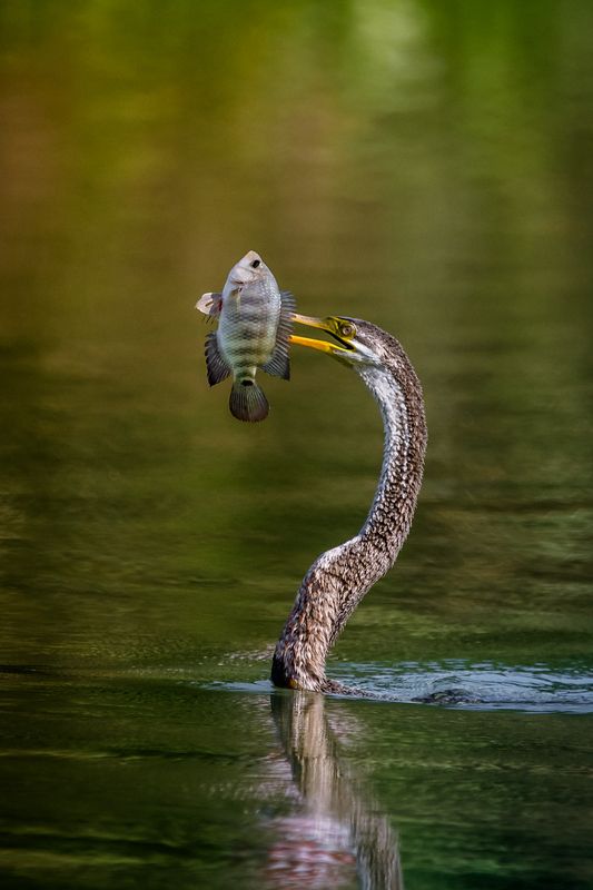 birds Trophyphoto preview