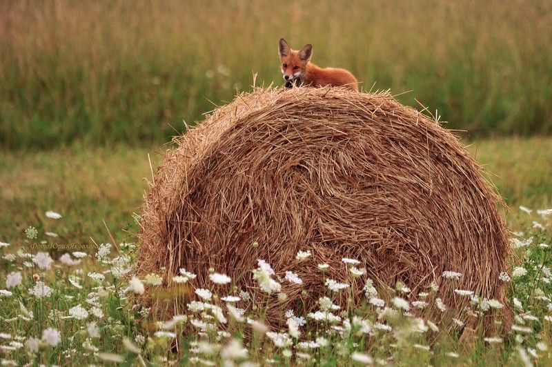 лиса,лисёнок, животные , анималистика,россия, псковская область. Высоко сижу, далеко гляжу.photo preview