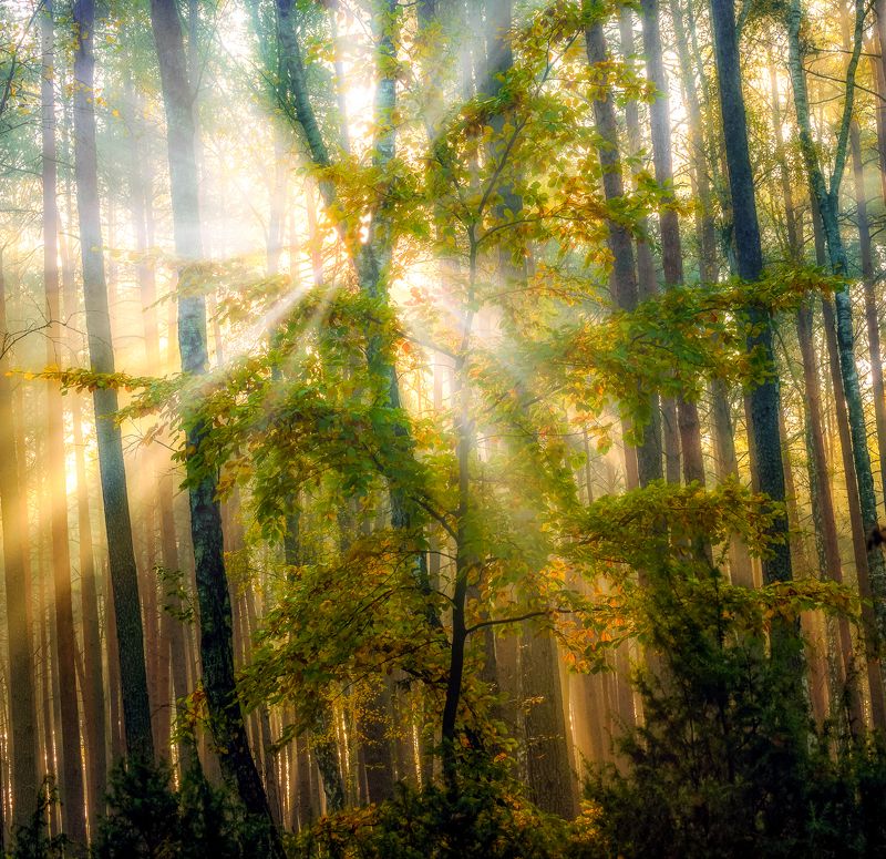 nature  autumn 2021  forest  trees  fog  sunbeams  morning  forest atmosphere  sun  light  Outdoors  Beauty In Nature  Scenics - Nature  Photography  Sunlight shining through the treesphoto preview