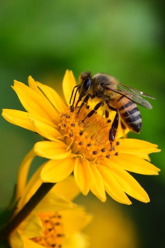 denis moura, mogi das cruzes, brasil, bee Save the beesphoto preview