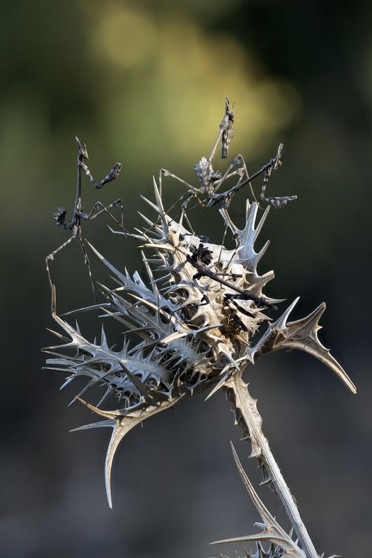 ОСЕНИ ВОИНСТВОphoto preview